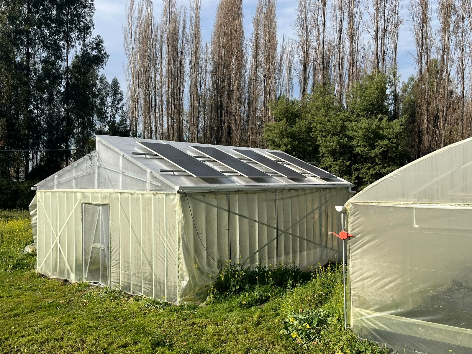 Invernadero agrivoltaico con paneles solares en el techo